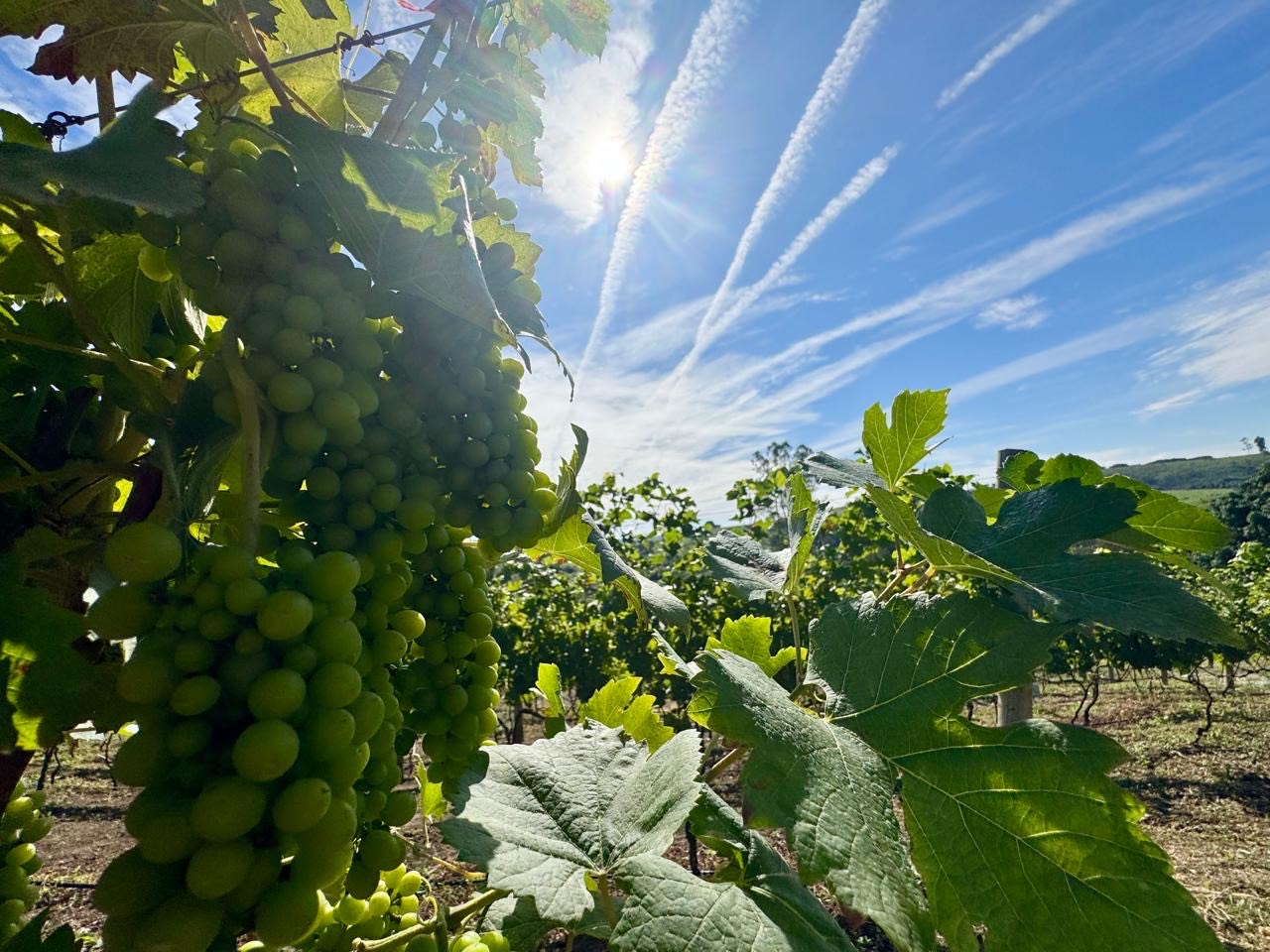 Cachos de Uvas ao Sol